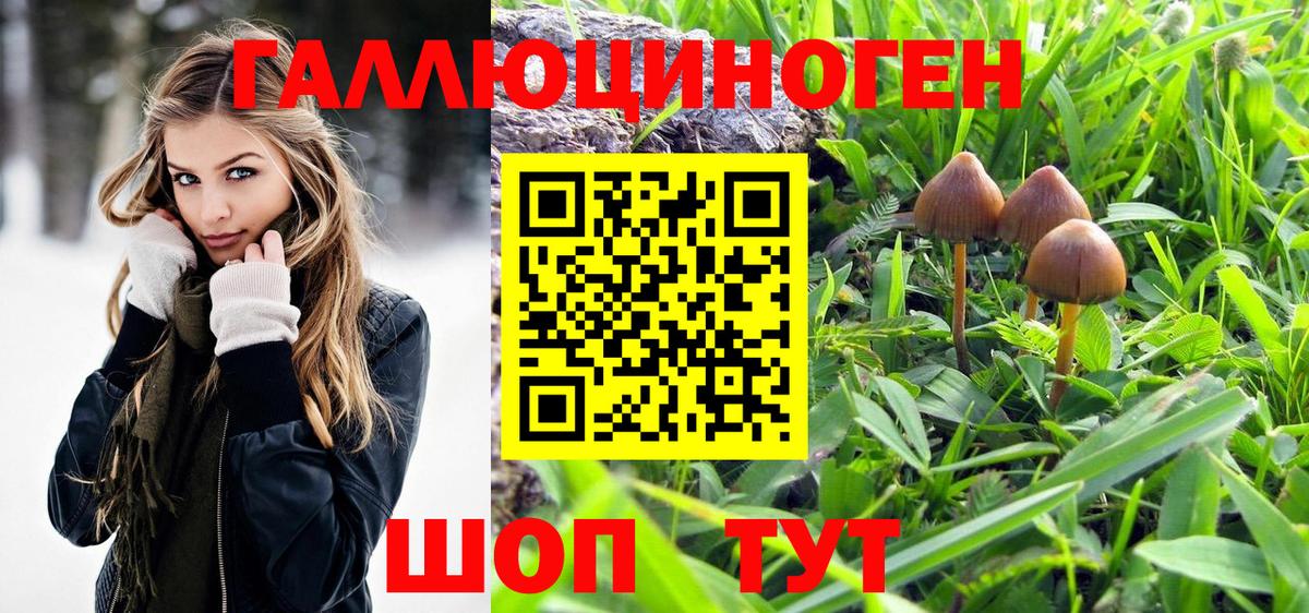 Галлюциногенные грибы Psilocybine cubensis Кемерово